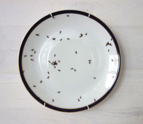 тарелка с муравьями