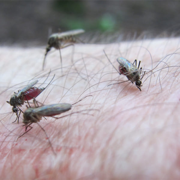 комар на участке